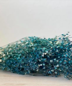 Schleierkraut Türkis