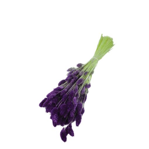 Phalaris Blumenbündel Lila