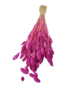 Phalaris Blumenbündel Fushia