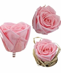 Infinity Rose S Rosa