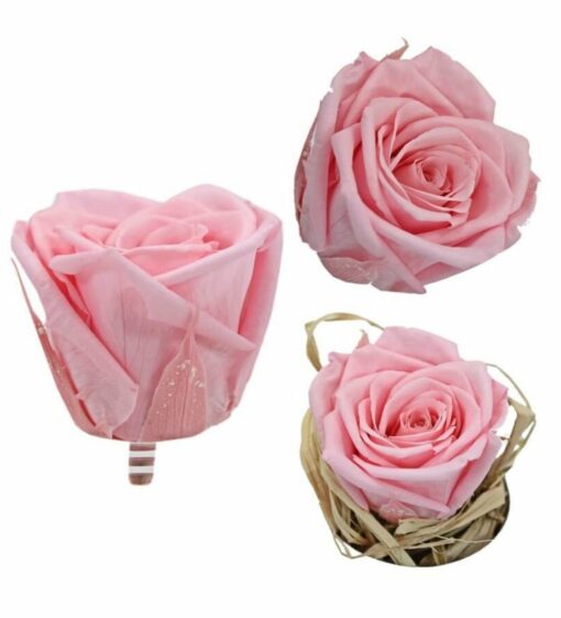 Infinity Rose S Rosa