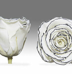 Infinity Rose L Weiss