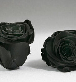 Infinity Rose  L Schwarz