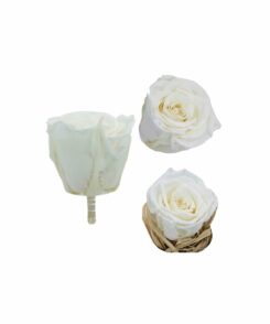 Infinity Rose S Weiss
